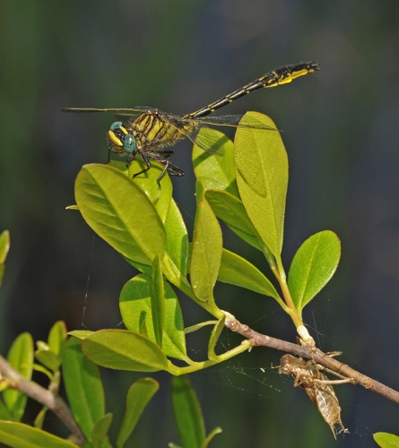Male
16 Apr 2010  Telfair